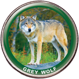 Grey Wolf Colorized Kennedy Half Dollar Main Image
